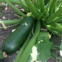 Courgette black beauty